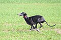 Galgo Español