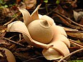 Geastrum.Saccatum.002.jpg