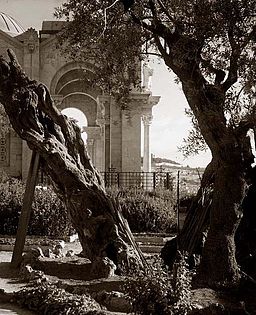 Gethsemane old tree in garden 1898