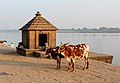 Гхат на реке Нармада (Махешвар, Мадхья Прадеш)