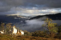 Cabras Domésticas subindo uma colina