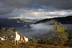 Goats in the mountains - the farmer uses this herd for meat