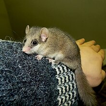 Graphiurus murinus Plzen zoo 02.2011.jpg