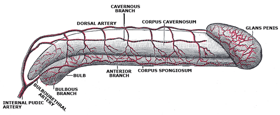 Diagramme des artères du pénis.