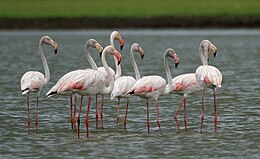 Rózsás flamingó (Phoenicopterus roseus)