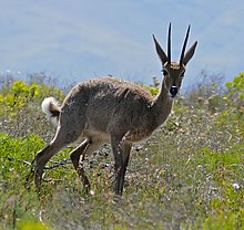 Šedý Rhebok (Pelea capreolus) (32453042900) .jpg