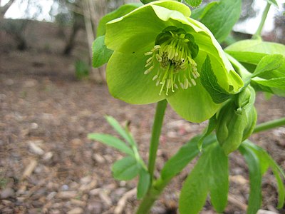 Helleborus odorus