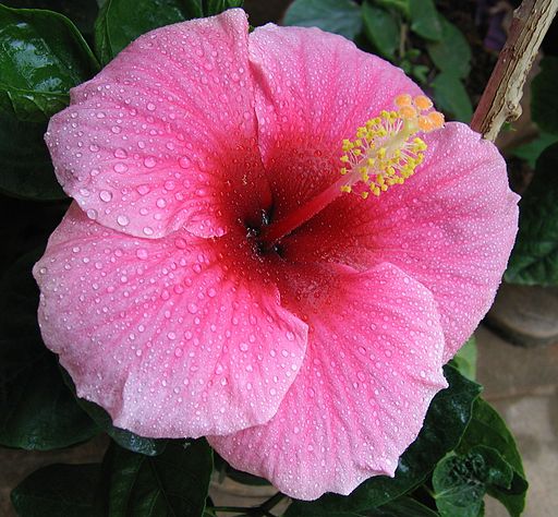 Hibiscus pink