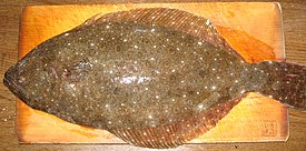 Азиатский паралихт (Paralichthys olivaceus)