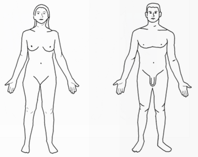 The human body - Male and Female
