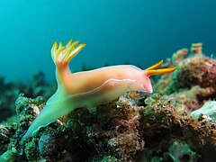 Hypselodoris bullockii