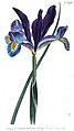 Iris pallida, The Botanical Magazine (1803)