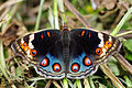 藍斑發達的雌蝶