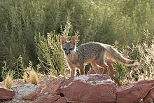 Renard nain avec une fourrure grise dans une zone aride