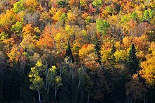 An example of temperate broadleaf and mixed forest in La Mauricie National Park, Quebec. La Mauricie NP 39.jpg