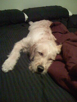 English: 6 Month Old Labradoodle sleeping on bed
