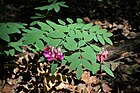 Lathyrus niger