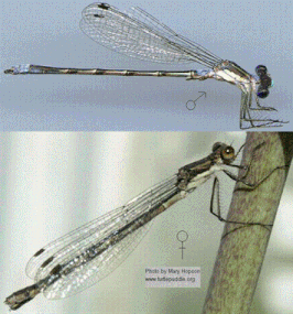 Lestes disjunctus