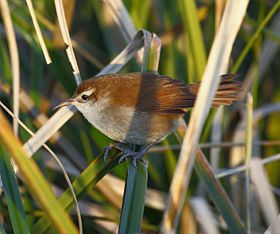 João-da-palha (Limnornis curvirostris) próximo Montevidéu, Uruguai