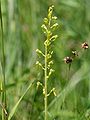 Listera ovata: inflorescense, Photo by Kristian Peters