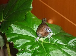 … Lonchura punctulata. domino bird.