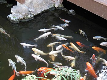 Koi fish. Loro Parque.