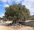 1600 Jahre alten Olivenbaums (Olea europaea) im Naturreservat Olive-Gardens in Lun