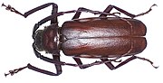 Thumbnail for Macrotoma palmata