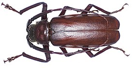 Macrotoma palmata