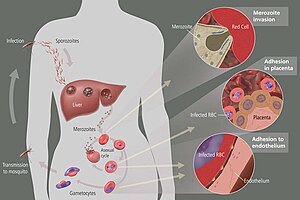 English: Life cycle of malaria, NIH, http://hi...