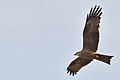 Black Kite Milvus migrans