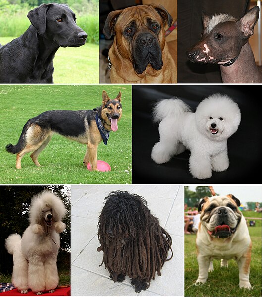 Soubor:Montage of dogs.jpg