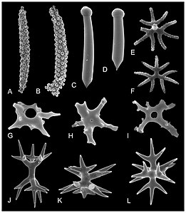 Morphological diversity of selected marine sponge spicules[2]