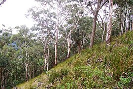 Monte Royal – bosque de eucalyptus