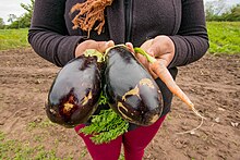 Una mujer trabajando en la tierra, produciendo hortalizas de manera agroecológica