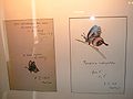 Butterflies drawn by Nabokov for his wife