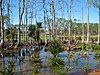 A swamp in Everglades National Park