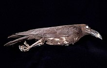 Центр биоразнообразия Naturalis - ZMA.AVES.7 - Corvus fuscicapillus fuscicapillus Gray, G.R., 1859 - Corvidae - skin specimen.jpeg