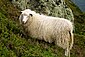 Норвежская овца portrait.jpg