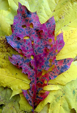 Oak leaf on maple leaf.