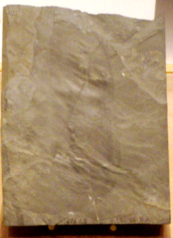 オドントグリフスの化石（ロイヤルオンタリオ博物館所蔵）