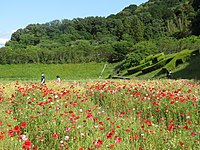 駐車場付近にある花畑