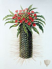 Pachypodium namaquanum00.jpg