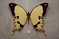 Papilio dardanus ochracea ♂, recto