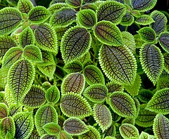Pilea involucrata, or Friendship plant, at Munich Botanical Garden, Germany. Photo by commons:user:Poco a poco. 2012.