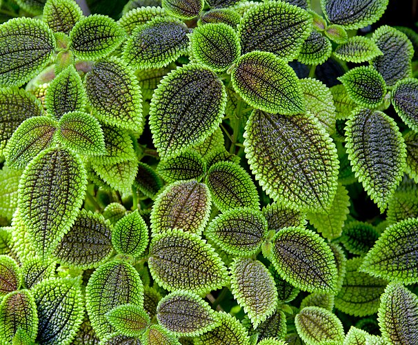 Колеус Блюма (Plectranthus scutellarioides)