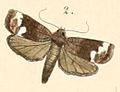 Pl. 
 108-02-Dug albofascia (Felder, 1861). 
 JPG