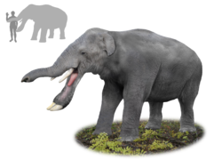 Platybelodon