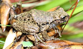 Plectrohyla guatemalensis