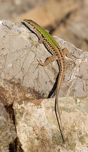 The Italian Wall Lizard or Ruin Lizard (Podarc...